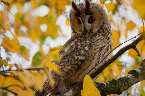 Hibou sur une branche dans le feuillage jaune