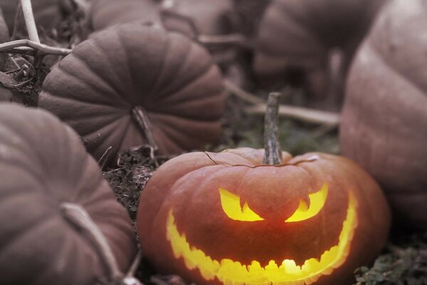 Böser Kürbis auf Halloween düsteres Foto