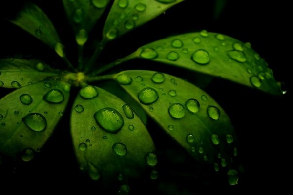 Gotas de rocío en hojas verdes