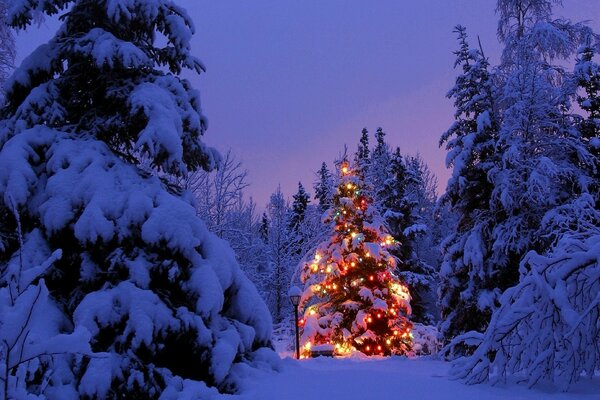 Festive elegant winter spruce