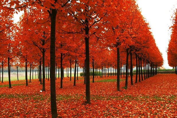 Herbst. Gefallene rote Blätter