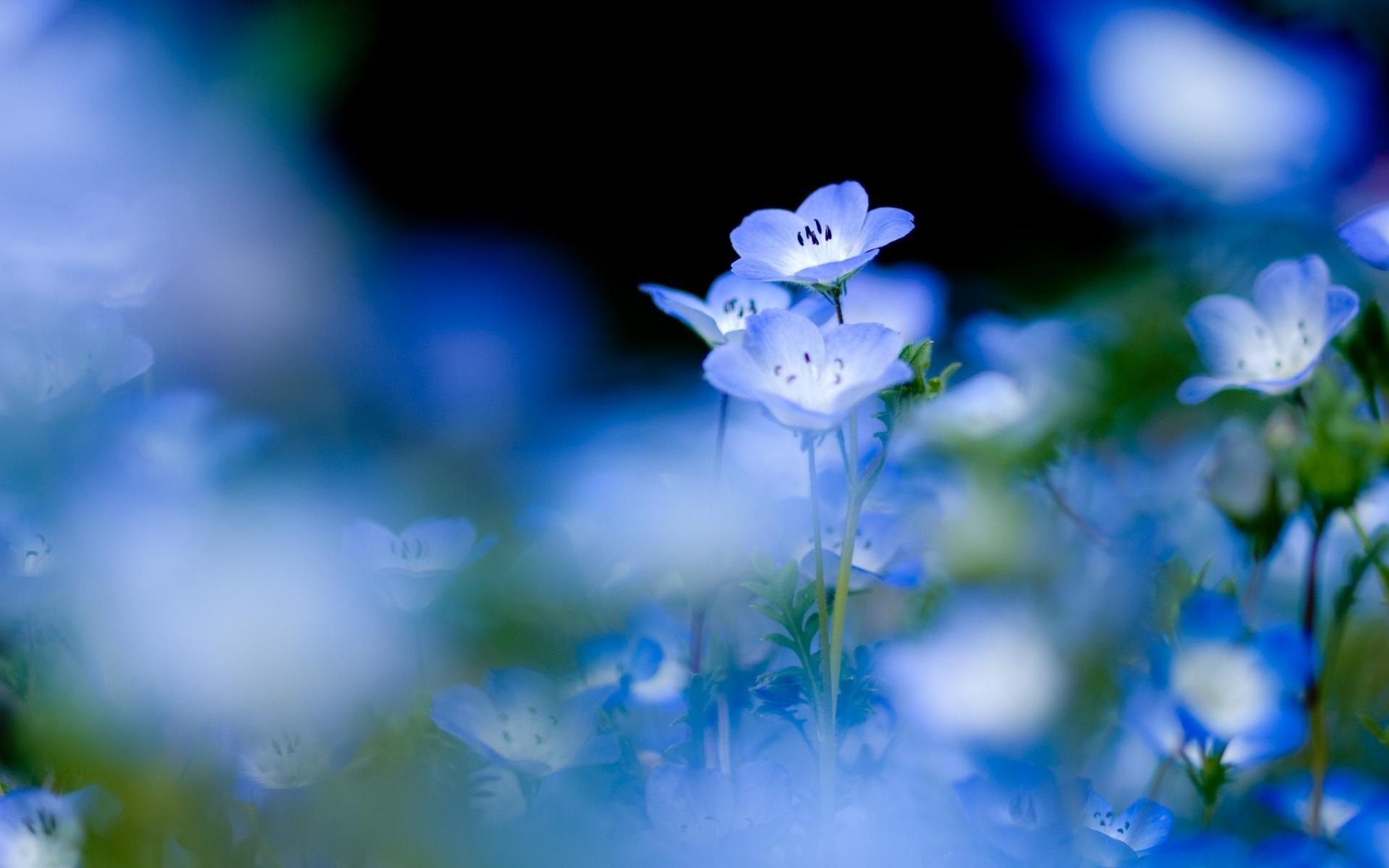 flores borrão flor natureza folha flora exterior verão luz crescimento brilhante dof grama cor