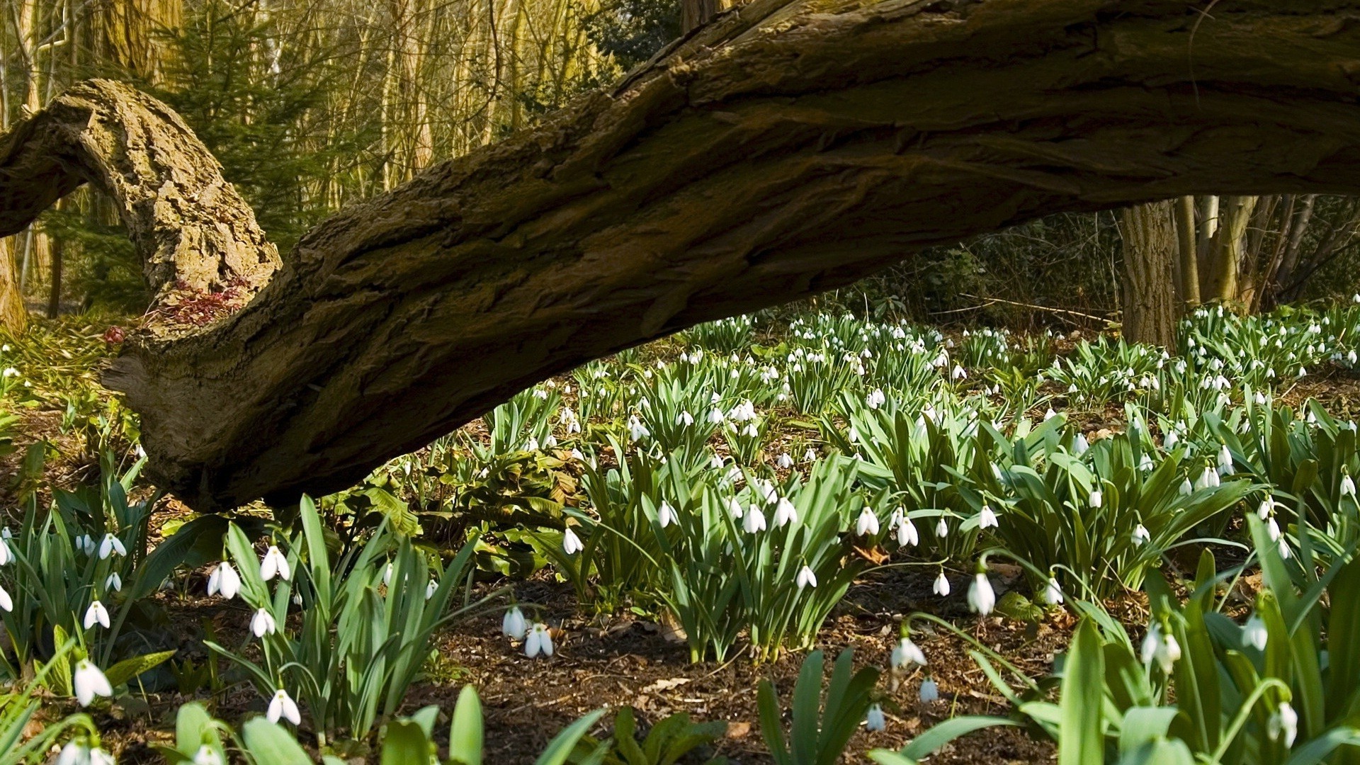 flowers nature wood leaf outdoors tree landscape environment flora travel park grass scenic growth garden