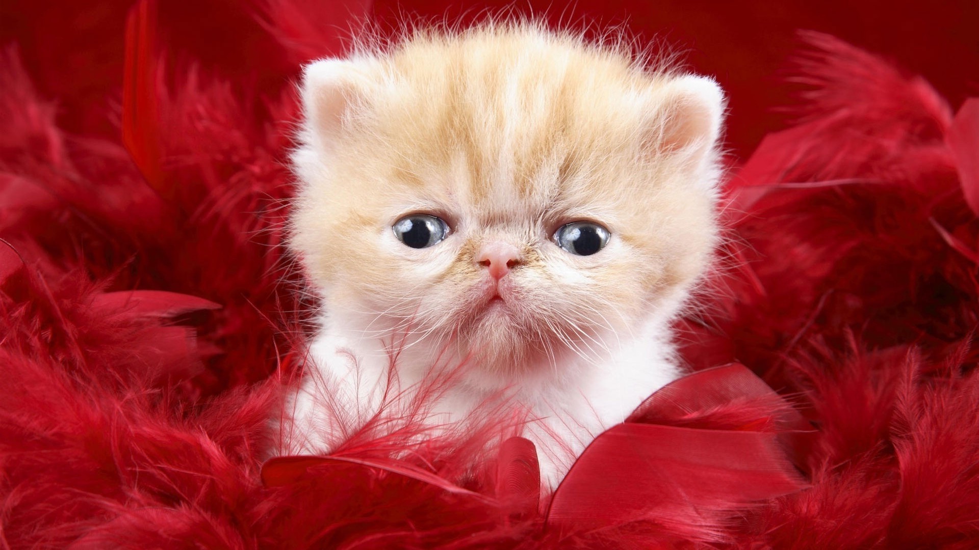 cats cute portrait little cat baby fur animal