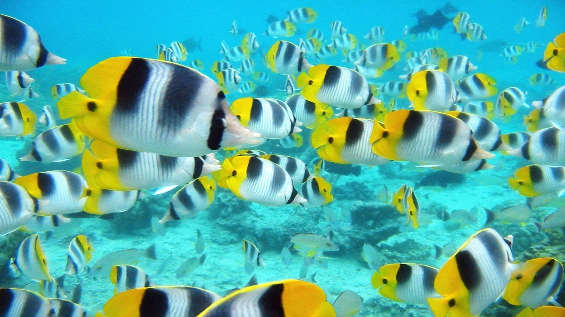 animals underwater fish coral water tropical swimming reef nature sea ocean aquarium wildlife animal deep turquoise angelfish aquatic exotic