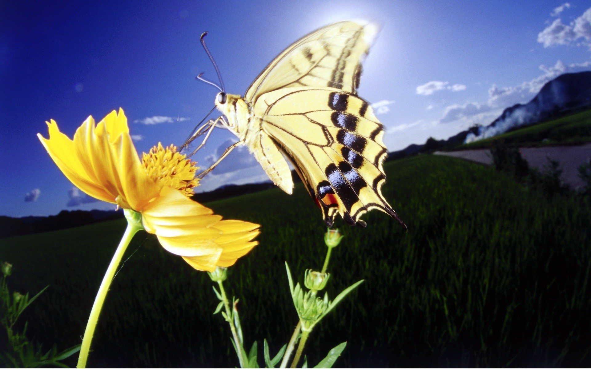 flores borboleta natureza flor inseto ao ar livre verão céu bom tempo grama feno flora cor ambientes sol jardim