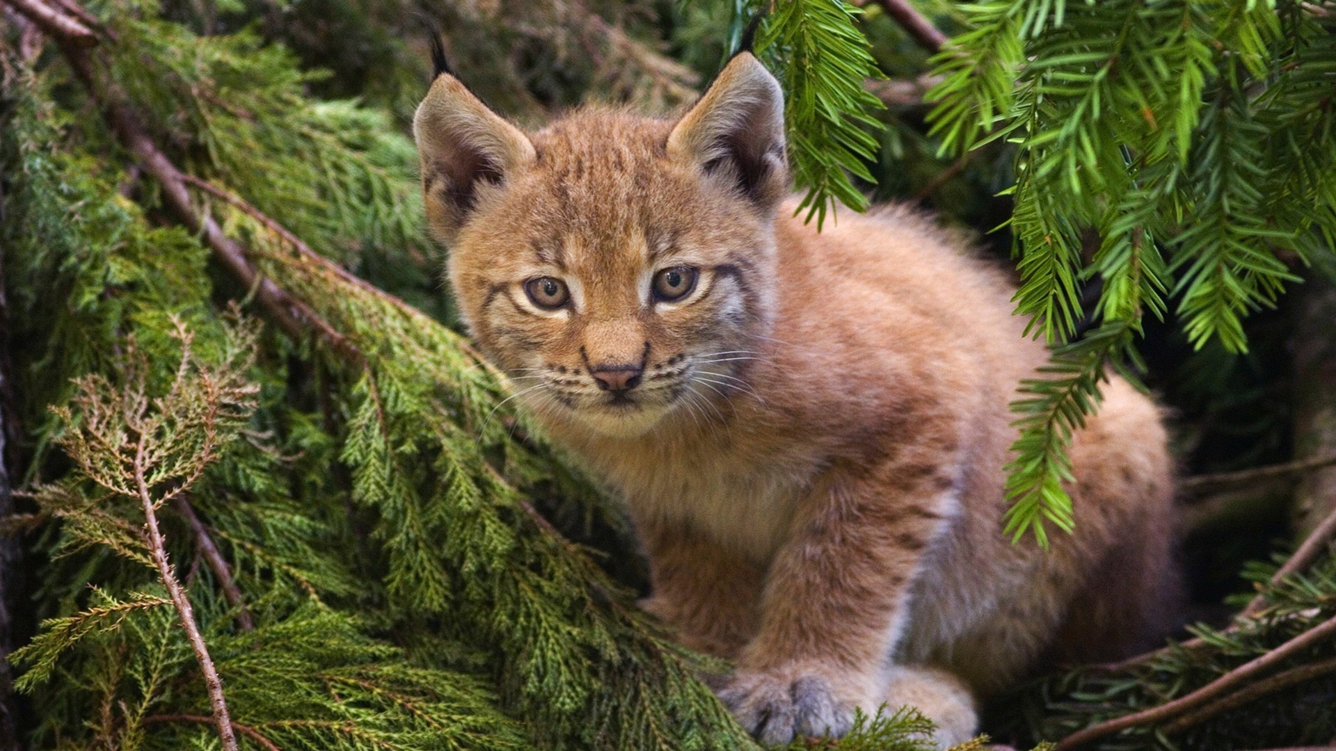 animales gato mamífero naturaleza vida silvestre depredador salvaje al aire libre animal árbol piel hierba madera