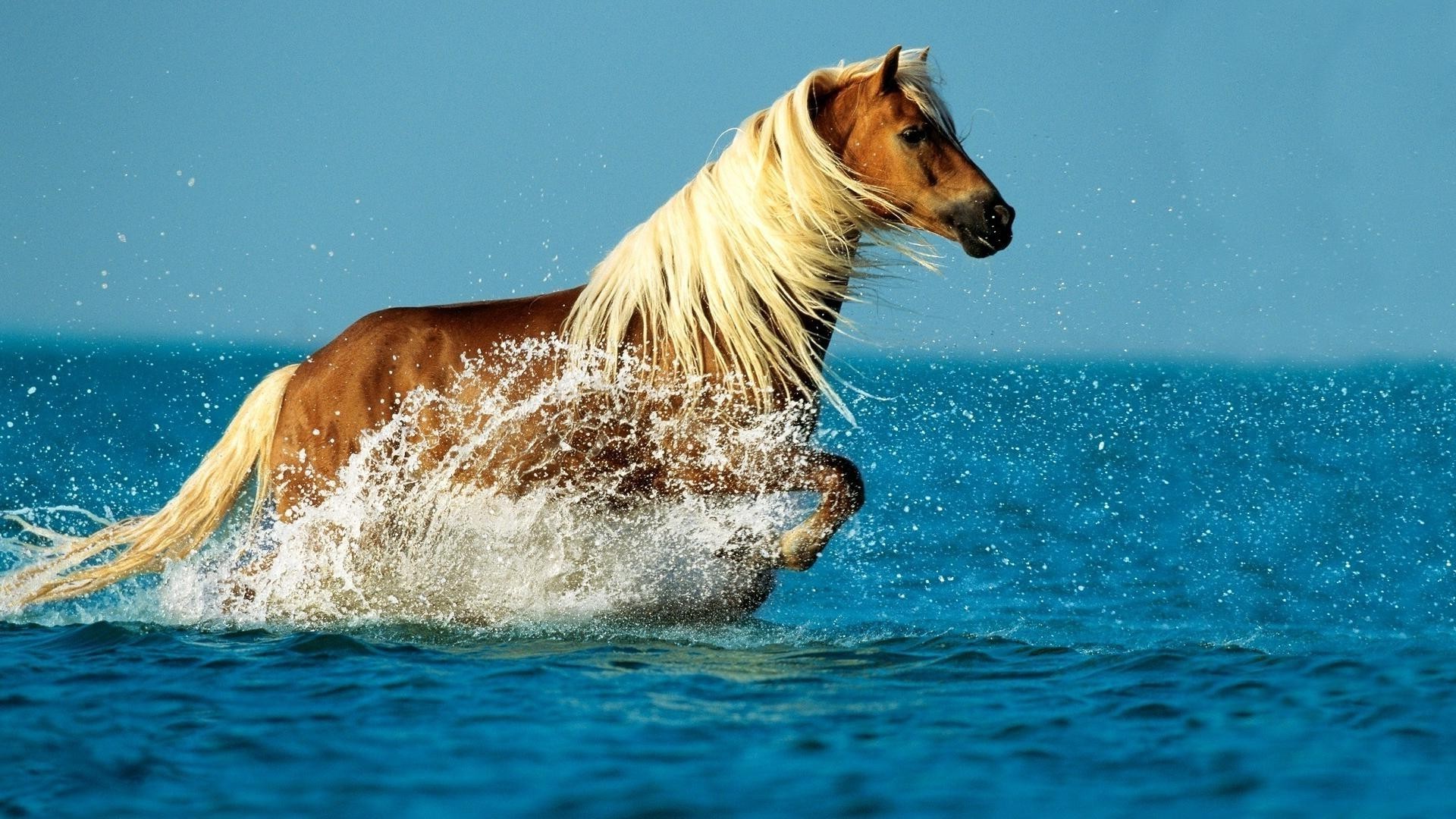 Лошади в воде скачать