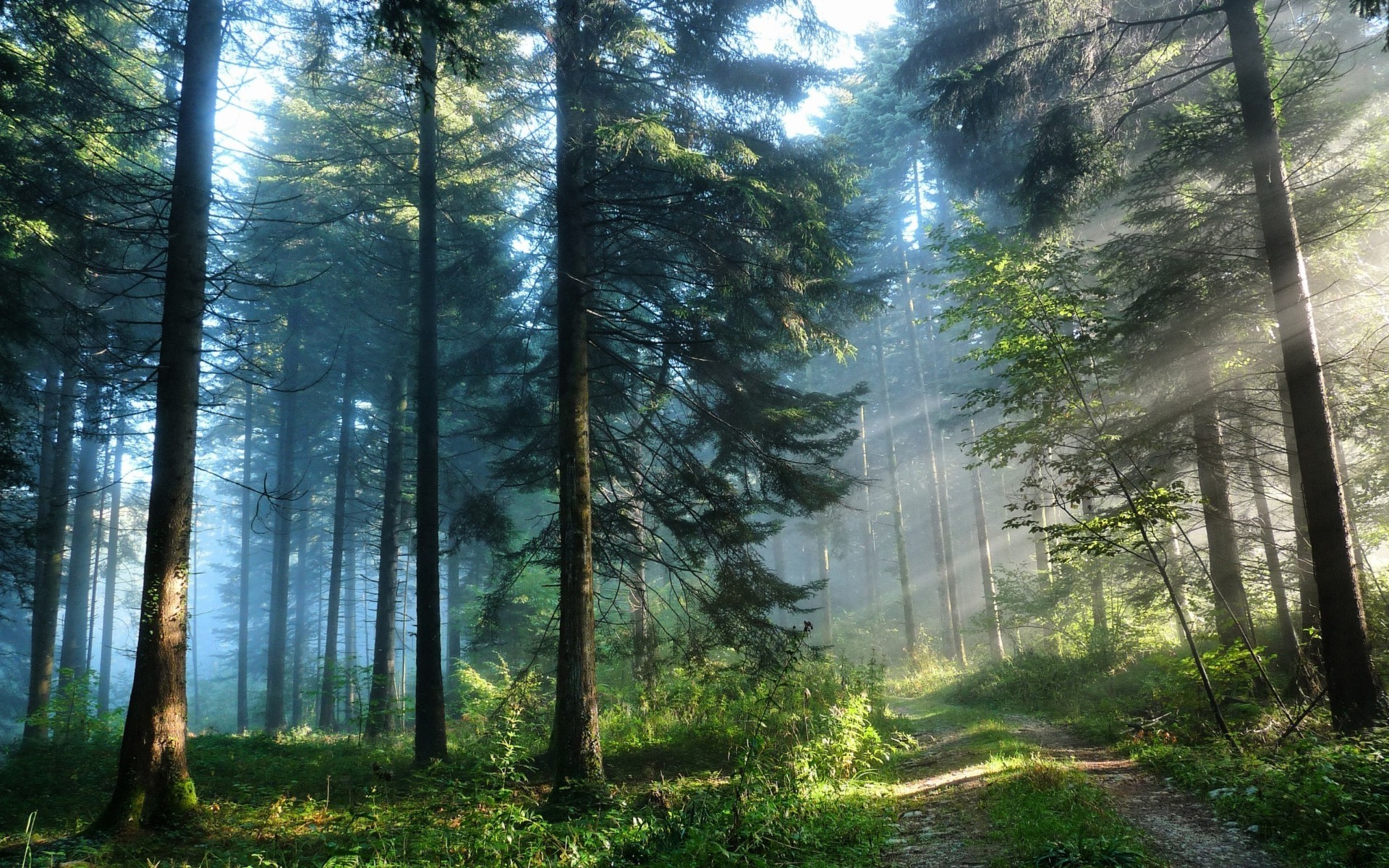 forest wood nature mist fog dawn landscape tree sun fair weather sunbeam leaf park outdoors fall environment light summer lush scenic