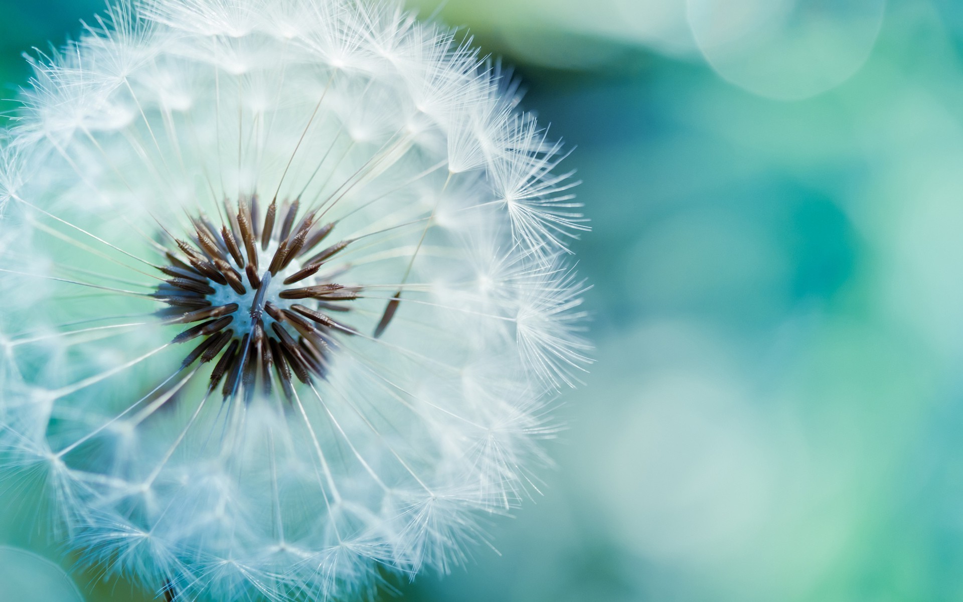 fleurs pissenlit nature été flore fleur vers le bas lumineux délicat croissance graines saison couleur