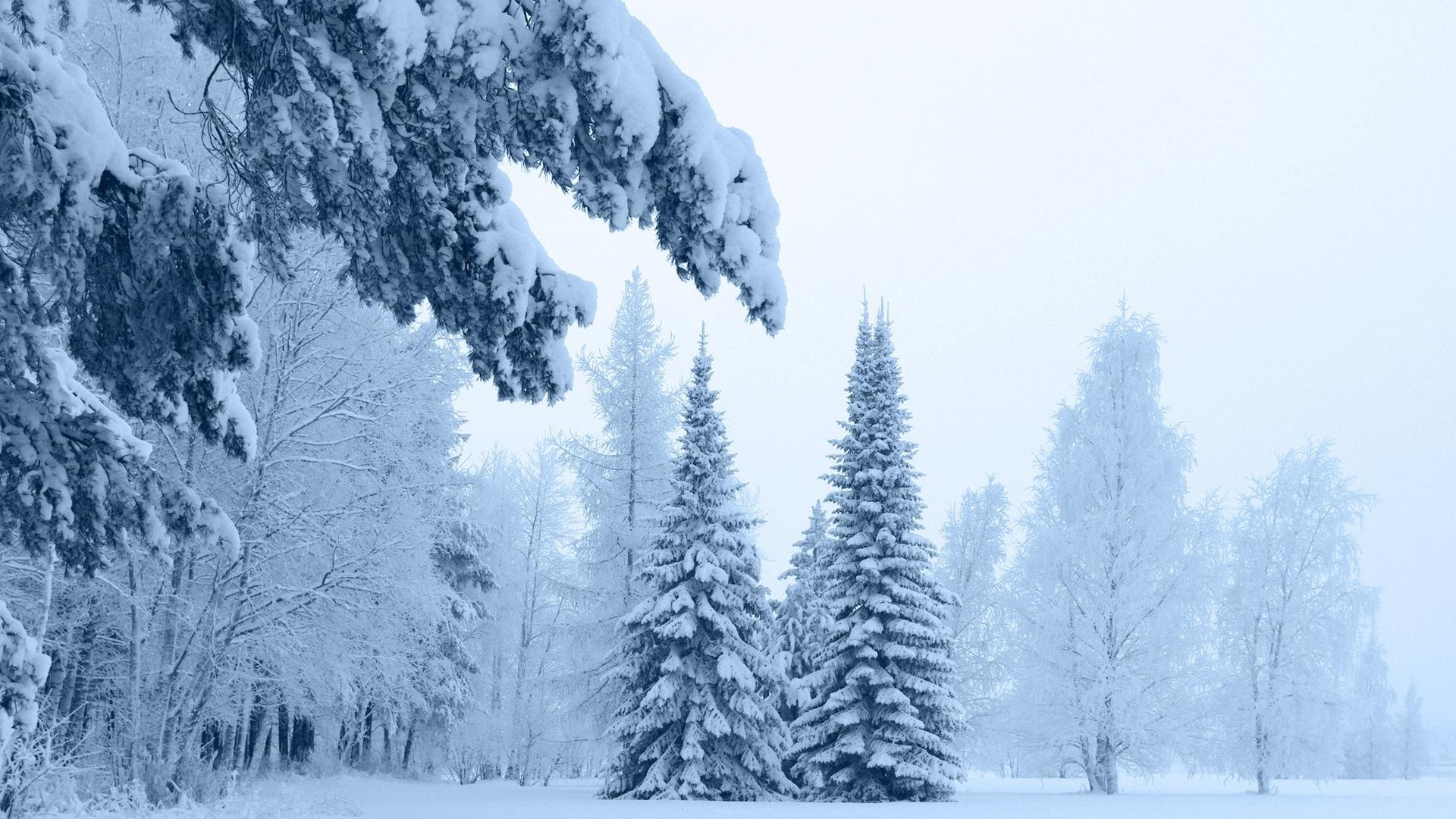 inverno neve geada frio madeira madeira gelo natureza congelado paisagem montanha temporada tempo pinho névoa ao ar livre cênica