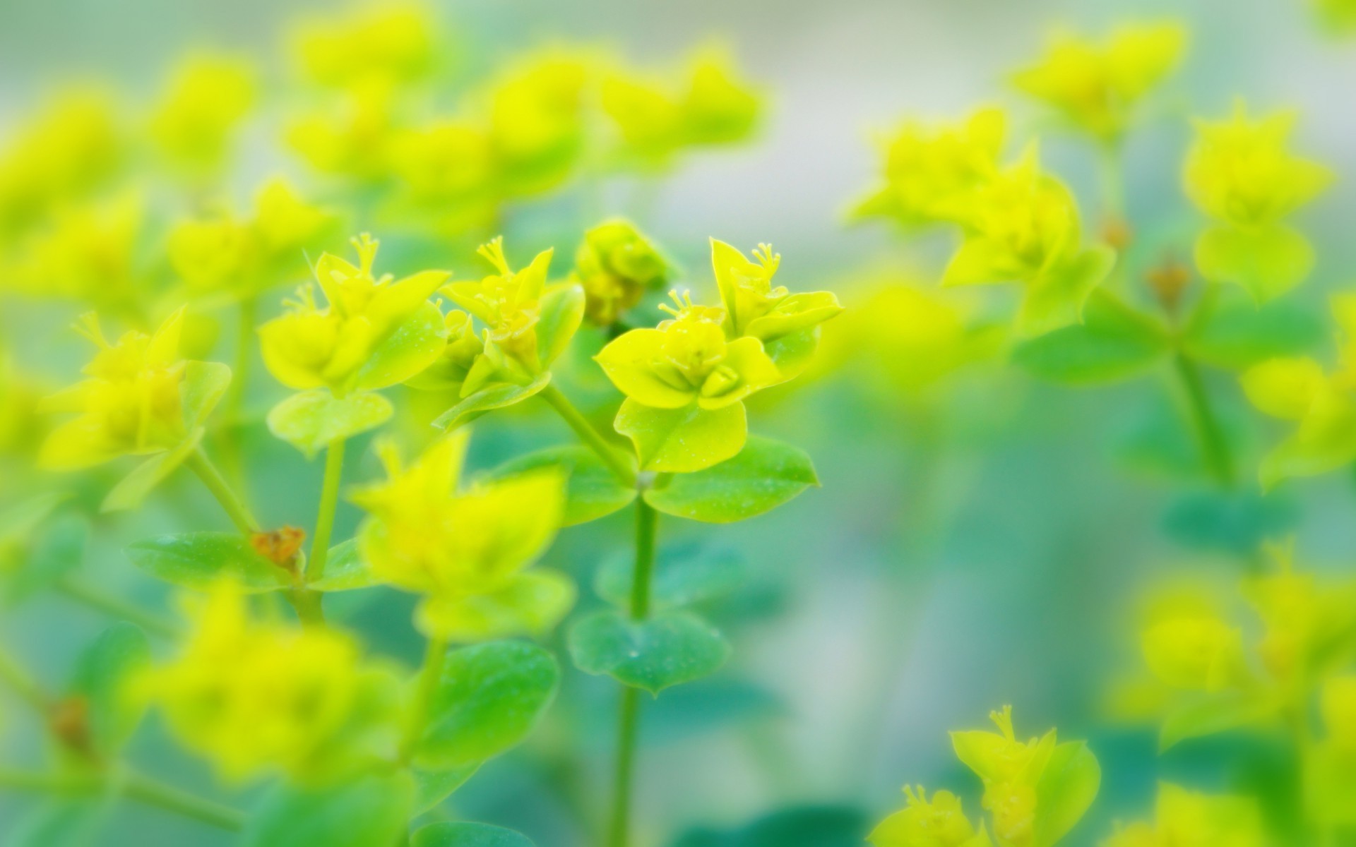 flowers nature leaf flora growth flower summer garden clover bright grass field floral fair weather