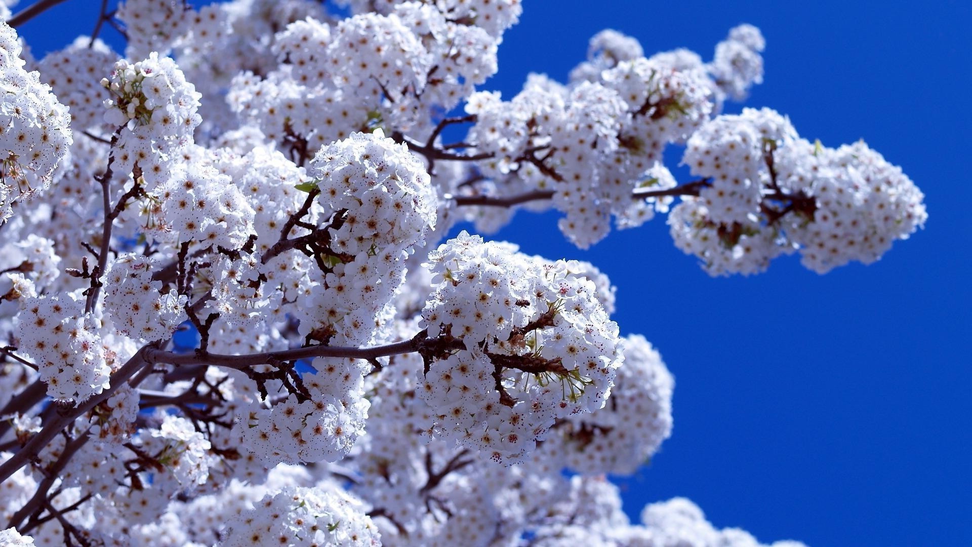 flores en los árboles cereza árbol rama temporada naturaleza flor manzana flora al aire libre crecimiento brillante invierno