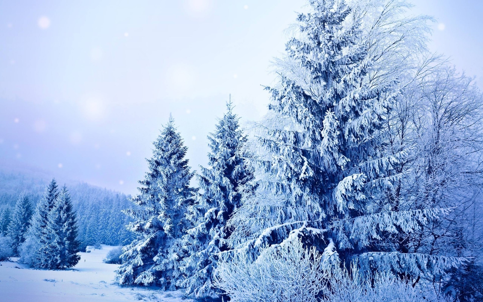 invierno nieve escarcha frío congelado madera temporada árbol hielo abeto naturaleza pino navidad evergreen abeto paisaje tiempo blanco como la nieve