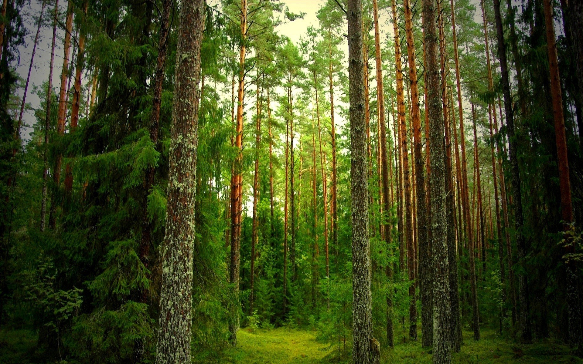 drzewa drewno natura drzewo liść krajobraz na zewnątrz dobra pogoda dzikie iglaste słońce świt wzrost lato mgła bujne mgła kora evergreen środowiska