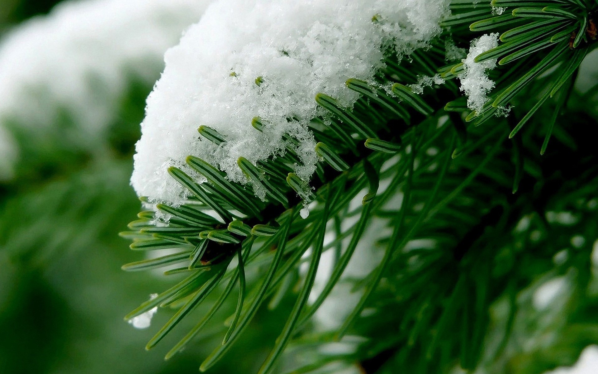 landscapes winter christmas tree evergreen blur celebration pine snow decoration conifer fir season nature leaf needle close-up branch light bright