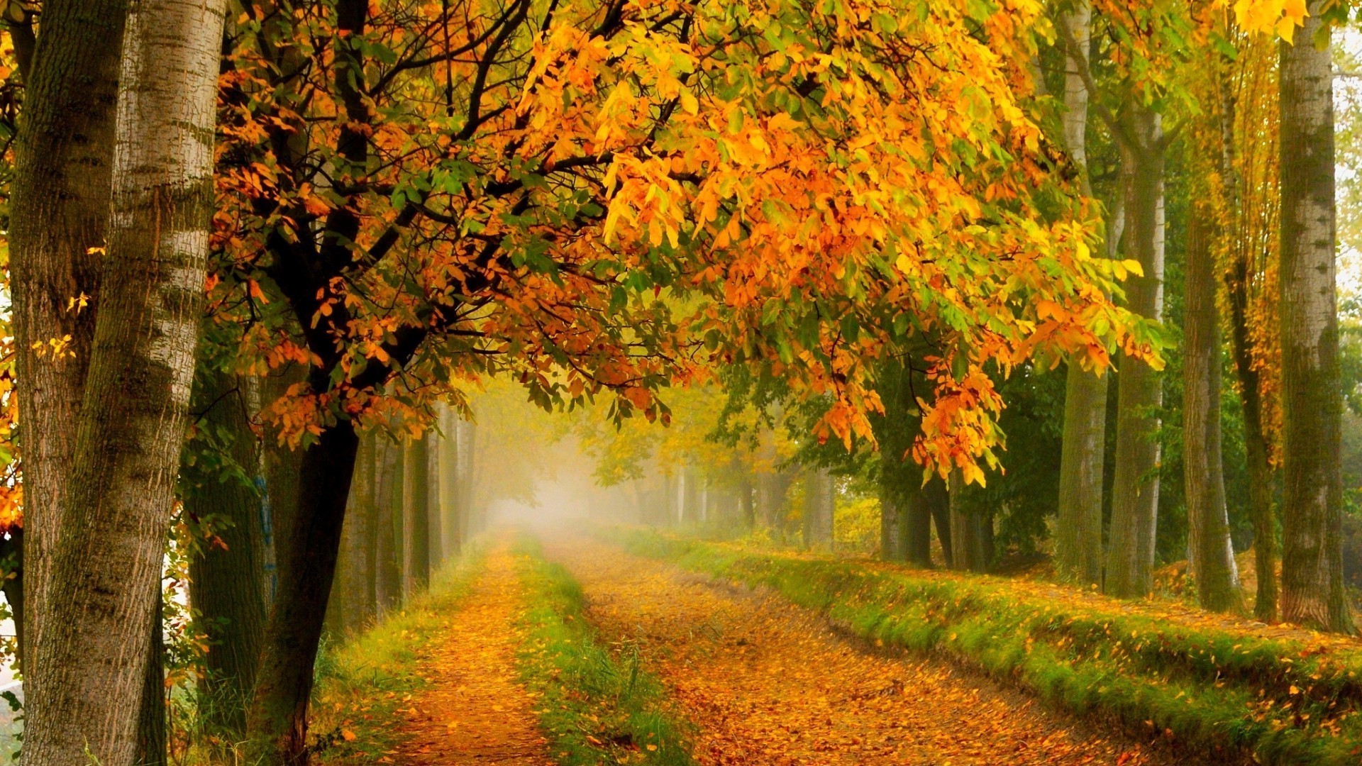 autumn fall leaf wood tree maple nature park landscape mist fog dawn outdoors scenic season road lush fair weather countryside alley