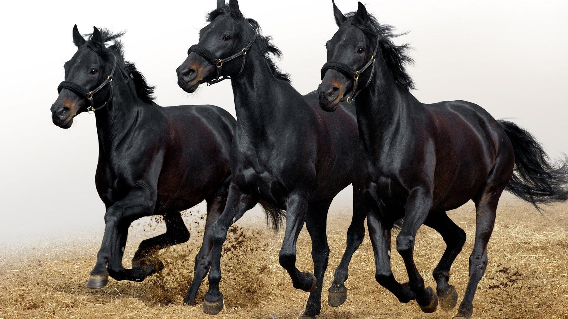 cavalos mamífero cavalo equestre cavalaria criação de cavalos mare garanhão sentado dois puro-sangue fazenda corredor mane gado pasto um skoko animal ação