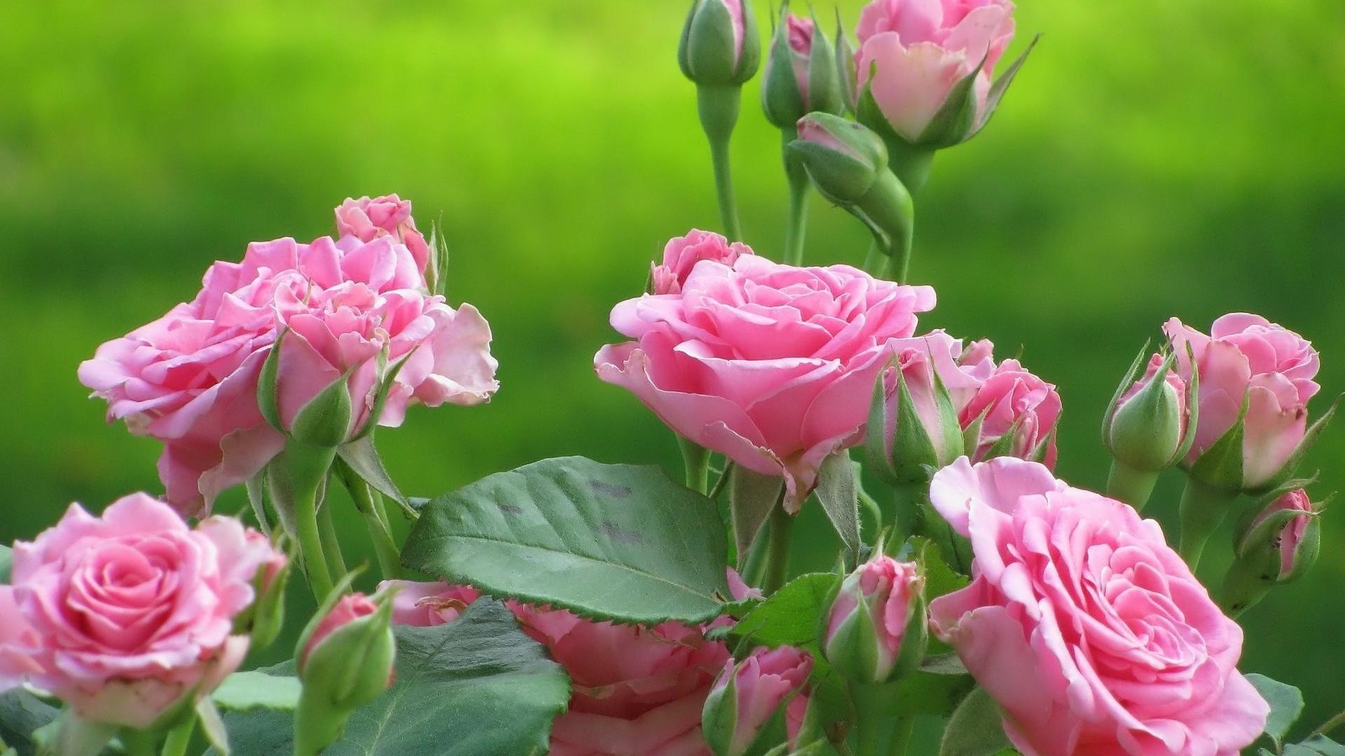 güller çiçek flora doğa çiçek taçyaprağı yaprak çiçeklenme bahçe buket romantizm yaz aşk romantik dostum renk parlak küme