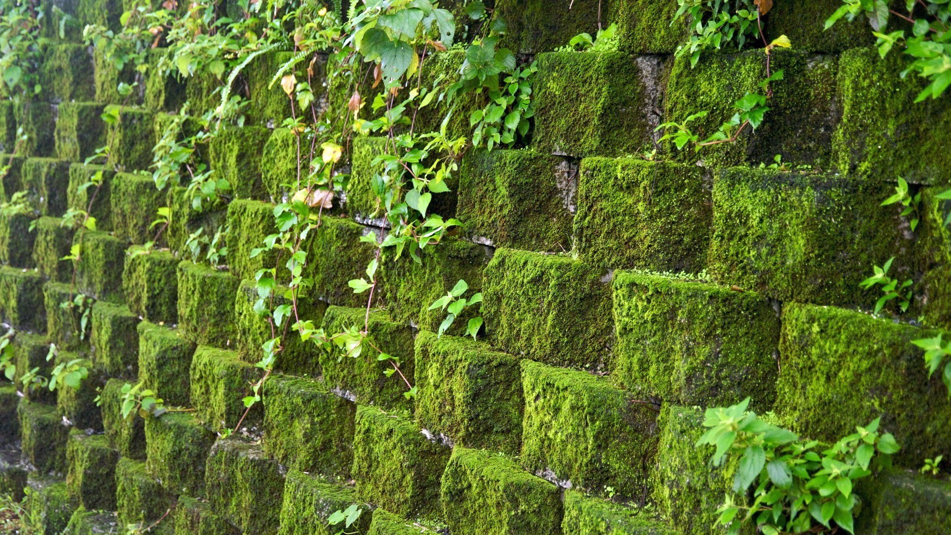 concrete pattern nature desktop texture leaf flora growth ivy wall stone outdoors vine abstract design