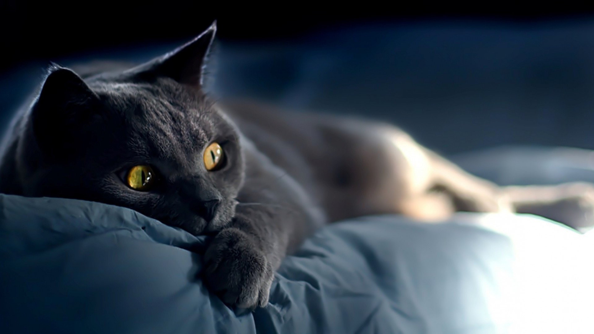 gatti ritratto occhio gatto animale uno vista