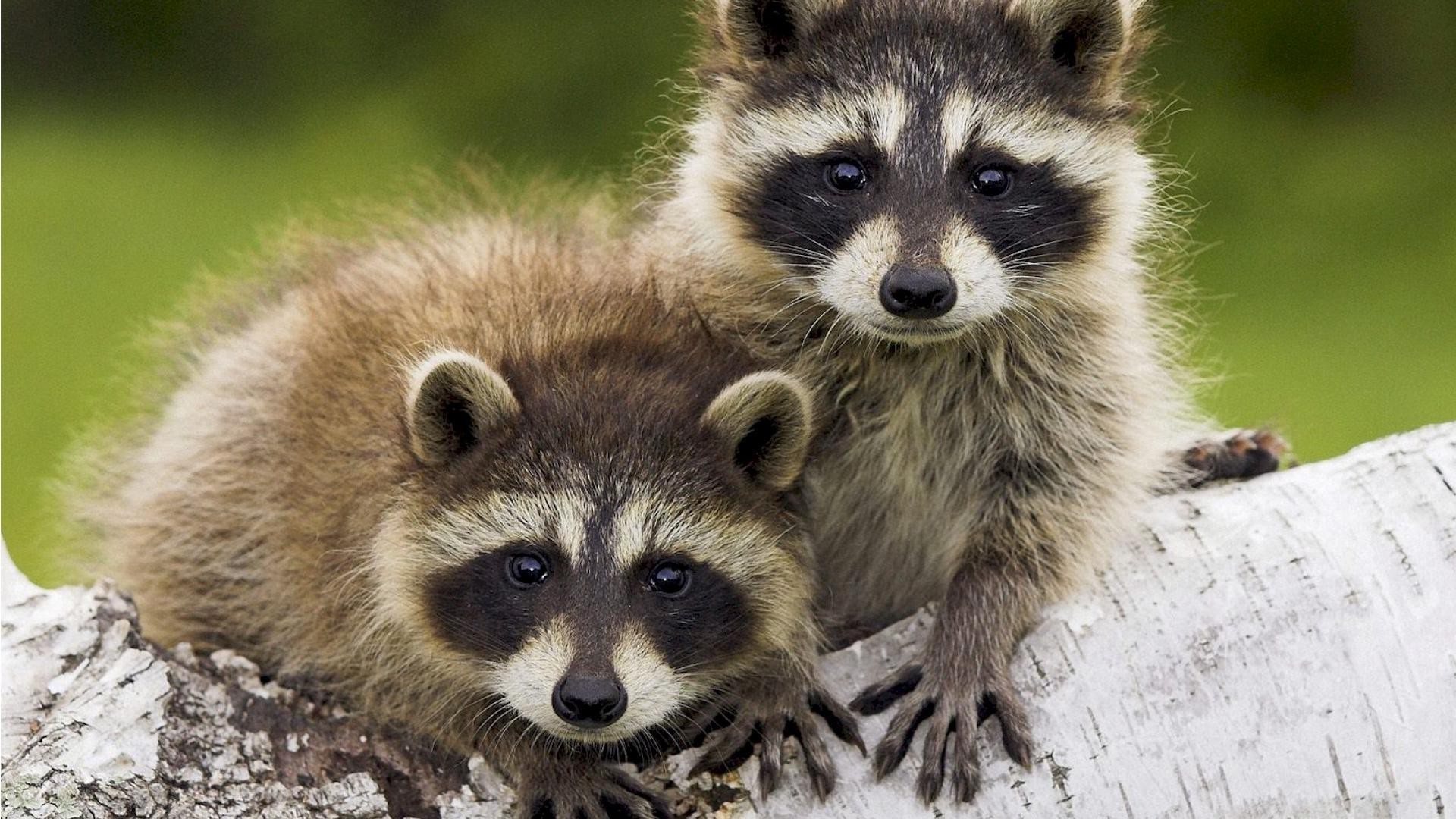 tiere säugetier tierwelt niedlich tier natur fell wenig porträt wild waschbär flauschig vorschau auge junge