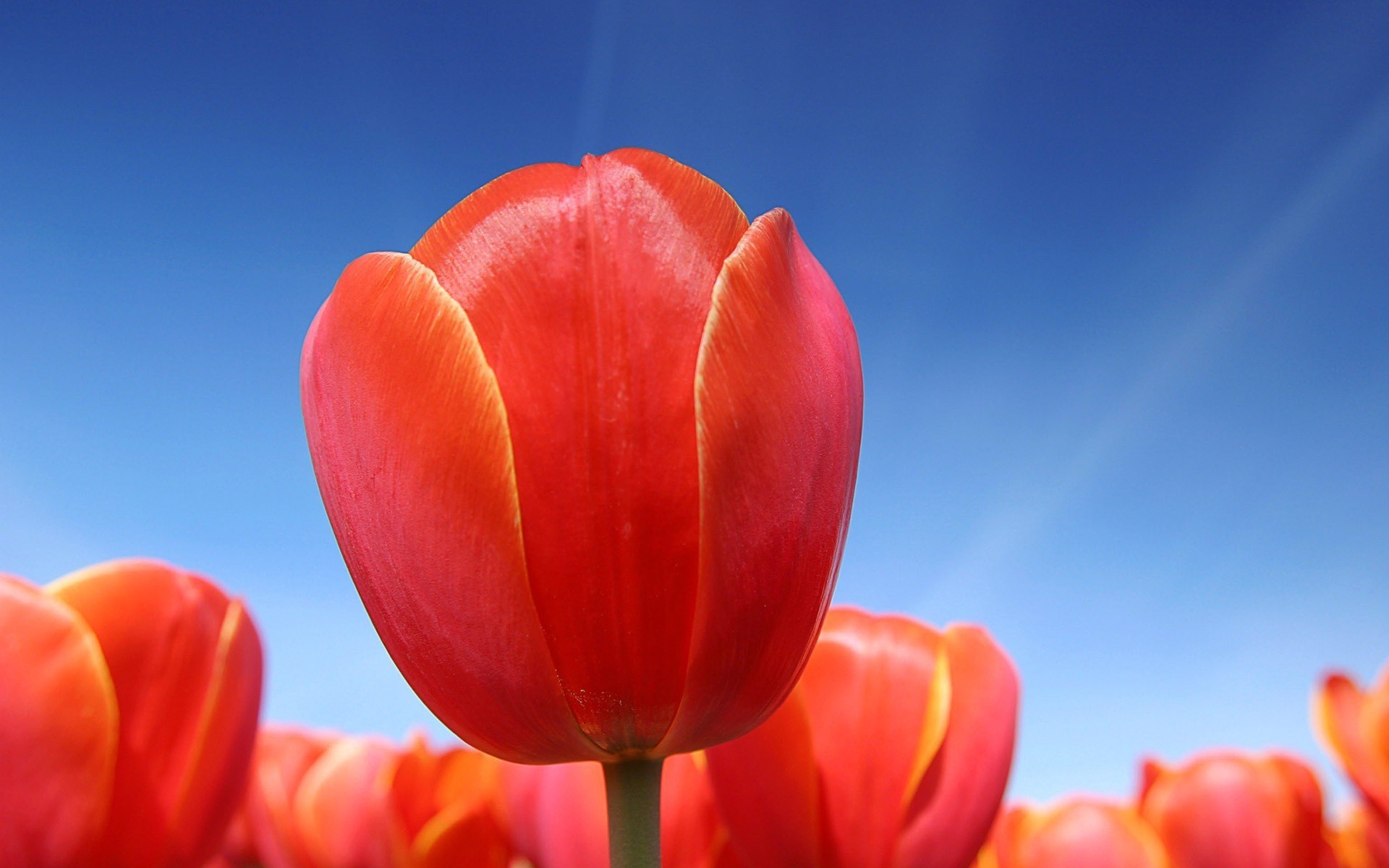 primer plano naturaleza tulipán flor brillante flora verano jardín color hoja al aire libre crecimiento buen tiempo pétalo amor