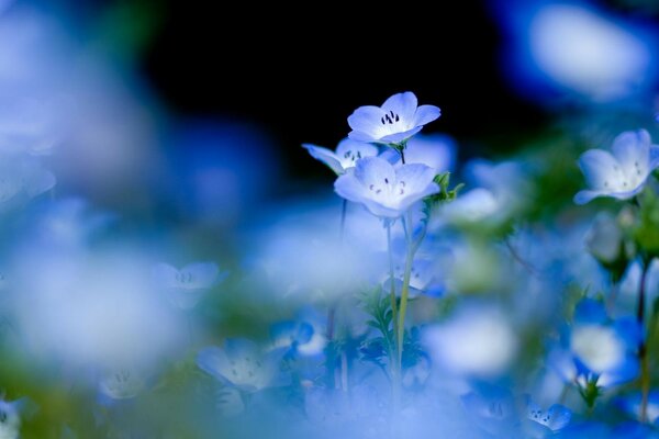 Small and beautiful blue flowers