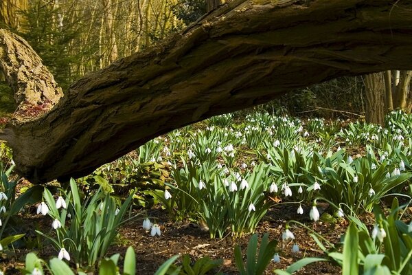 Flowers at the tree trunk