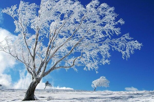 Ein verschneiter Baum im Feld