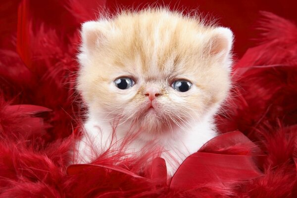 Cute kitten on a red background