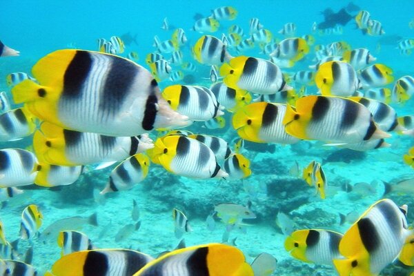 Underwater world through the eyes of a scuba diver