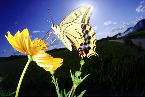 Schmetterling auf orangefarbener Blume