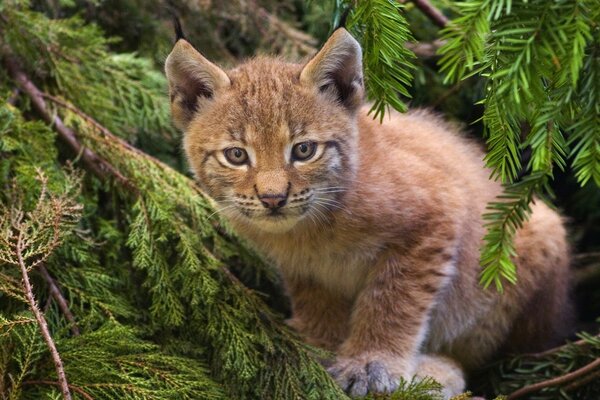 Gato salvaje en el bosque de abetos