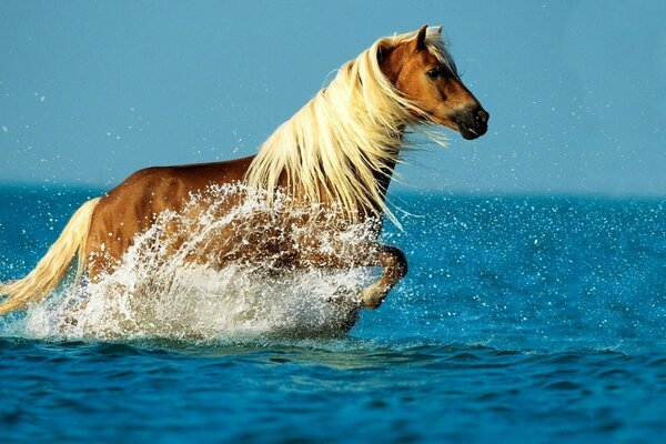 Red horse bathing in the sea