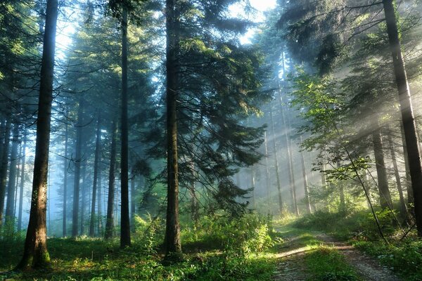 الطبيعة. غابة جميلة في أشعة الشمس