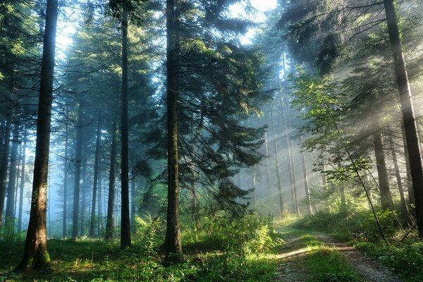 Natura. Bella foresta ai raggi del sole