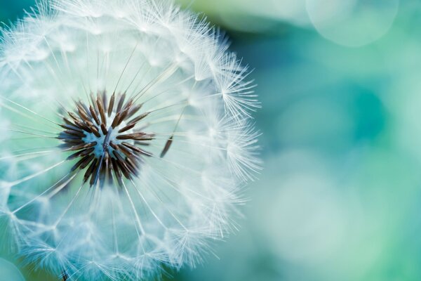 Weißer flauschiger Löwenzahn im Fokus der Fotografie