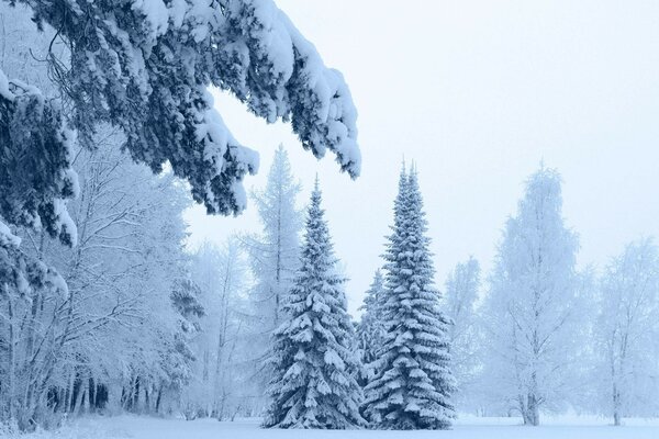 Winter cool beautiful forest