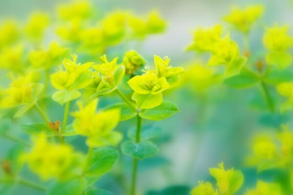 Grama verde close-up