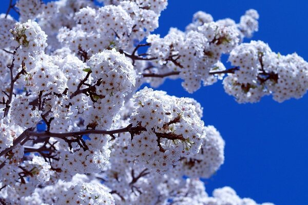 Árboles blancos en flor contra el cielo