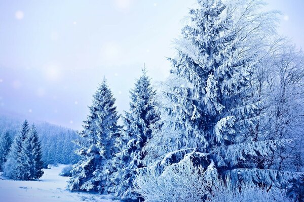 Winterlandschaft mit Weihnachtsbäumen