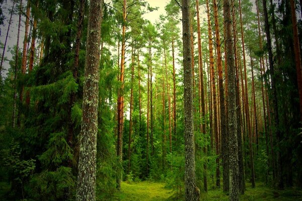 Bosque de coníferas verde brillante