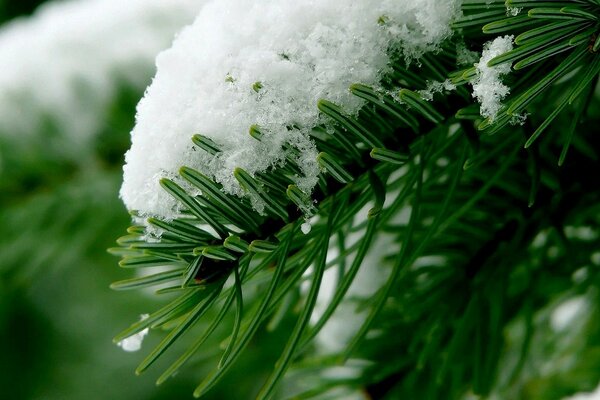 Weihnachtsbaum unter Schnee