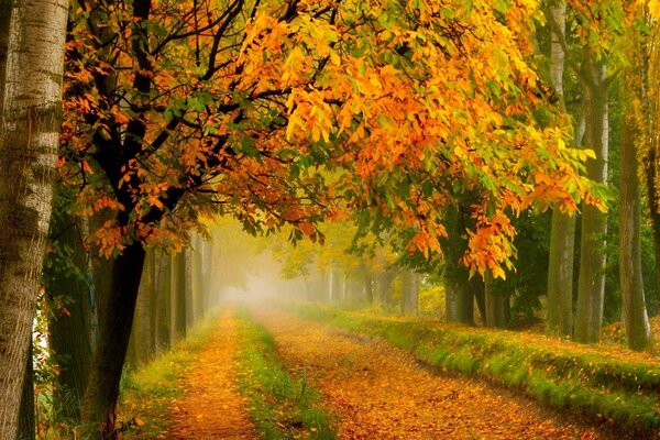 A path in an autumn park strewn with fallen leaves