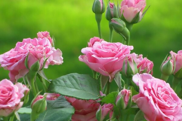 Rosen blühen in der Natur