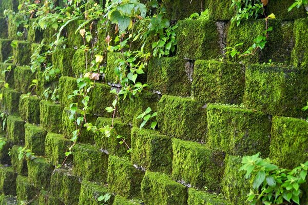 An unusual green wall of shrubs