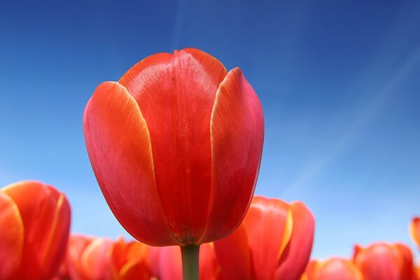 Red tulips close-up