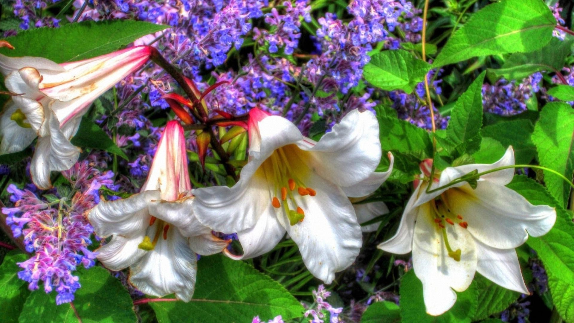 flores flor naturaleza flora hoja jardín verano color brillante pétalo floral hermoso bluming al aire libre