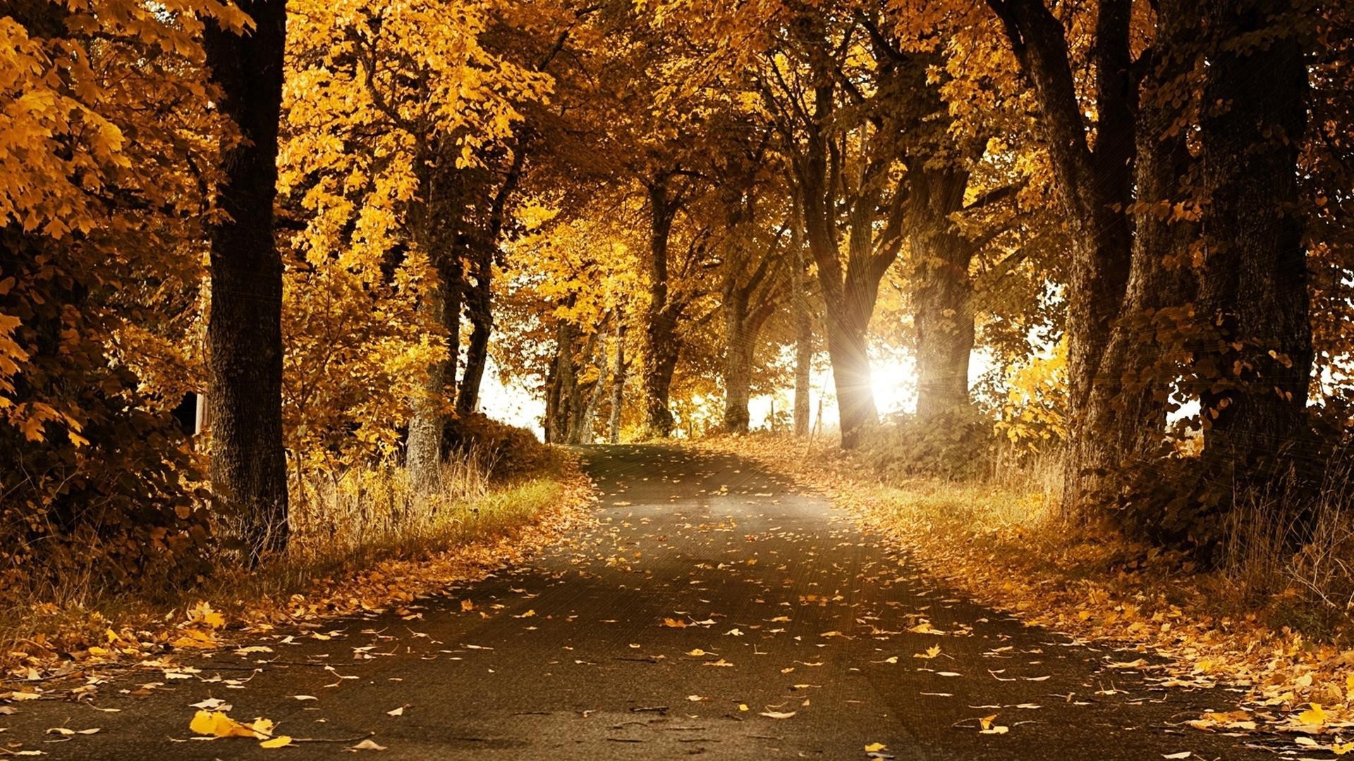 herbst herbst blatt holz holz straße natur park im freien landschaft führung gasse allee nebel dämmerung gutes wetter ahorn gasse